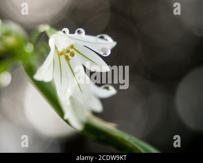 Allium triquetrium (également connu sous le nom de cloche des neiges, ail à trois corned, poireau à trois corned, alouette d'oignon, cloche des neiges à trois côtés) fleurit avec des gouttelettes d'eau Banque D'Images