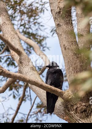 Corbeau australien perché dans un arbre Banque D'Images