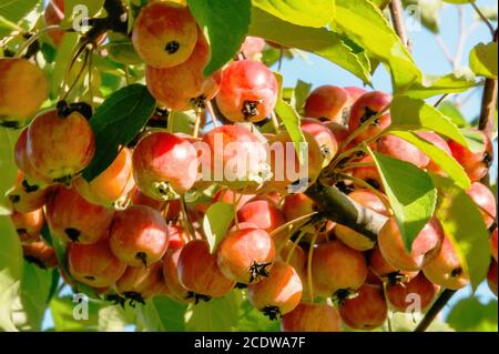 Paradis rouge pommes accroché sur un arbre dans le jardin. Branche de pommier paradis décoratif avec des fruits. Banque D'Images