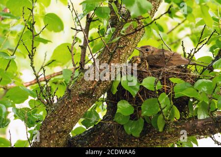 Le songbird (latin Turdus philomelos) a apporté de la nourriture à ses oisillons. Le nid est en forme de bol et fait à partir de tiges sèches de plantes herbacées Banque D'Images