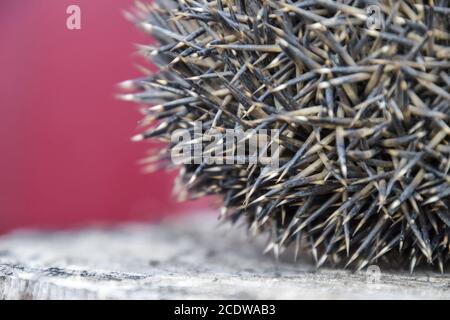 Hedgehog sur la souche d'arbre. Hedgehog recroquevillé en boule Banque D'Images