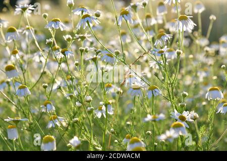 Beaucoup de chamomiles de champ dans les rayons du soleil Banque D'Images