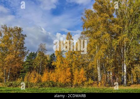 Paysage d'automne pittoresque dans la forêt de bouleau d'automne doré Banque D'Images