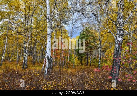 Paysage d'automne pittoresque dans la forêt de bouleau d'automne doré Banque D'Images