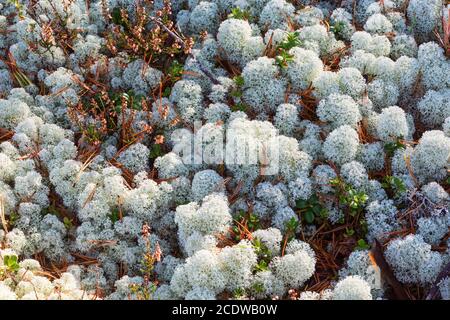 Lichen Cladonia stellaris sur le terrain dans la forêt Banque D'Images