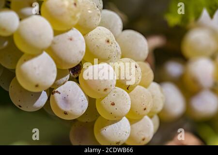 Gros plan de raisins Riesling mûrs près de Ruedesheim dans le Rheingau Banque D'Images