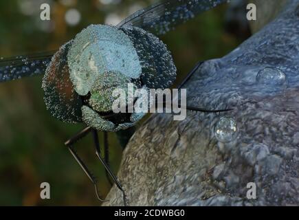 Libellule macro avec de l'eau tombe sur des lames , rayons de soleil le matin, humide. 3d illustration Banque D'Images