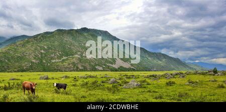 Troupeau de vaches paissant sur un pré alpin dans une vallée de montagne, montagnes Altai, Russie Banque D'Images