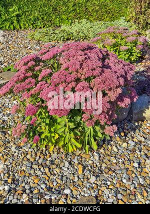 Inflorescences de fleurs de Sedum gros plan, lat. (Hylotelephium spectabile) Banque D'Images