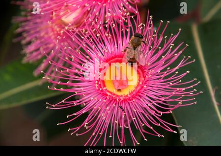 Sydney Australie, abeille sur la fleur rose d'un arbre à gomme à fleurs australien Banque D'Images