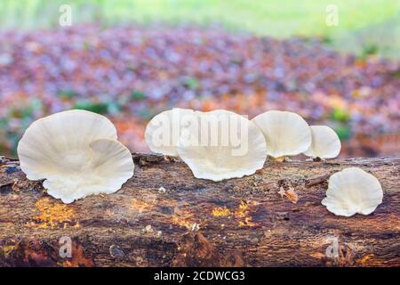 Champignons blancs plats poussant sur le tronc d'arbre Banque D'Images
