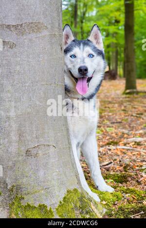 Le chien Husky regarde derrière le tronc de l'arbre Banque D'Images