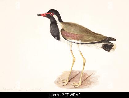 lapwing à puissance rouge (Vanellus indicus). Ce petit oiseau se trouve dans toute l'Asie occidentale, l'Asie du Sud, l'Asie du Sud-est et le sous-continent indien. Il niche dans les marais et d'autres habitats de terres humides d'eau douce. Il se nourrit d'insectes, d'invertébrés et de végétation aquatique. Peinture aquarelle du XVIIIe siècle par Elizabeth Gwillim. Lady Elizabeth Symonds Gwillim (21 avril 1763 – 21 décembre 1807) est une artiste mariée à Sir Henry Gwillim, juge puîné à la haute cour de Madras jusqu'en 1808. Lady Gwillim a peint une série d'environ 200 aquarelles d'oiseaux indiens. Produit environ 20 ans avant John James Audubon, Banque D'Images