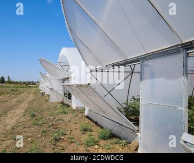 Ouvrez les portes de la serre avec les tomates. Le grand greenhou Banque D'Images