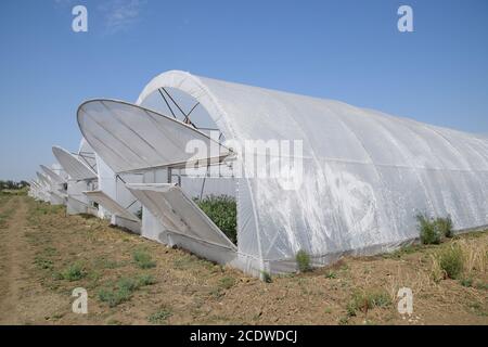 Ouvrez les portes de la serre avec les tomates. Le grand greenhou Banque D'Images