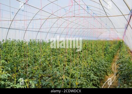 Tomates en serre. Tomates attachées dans les rangs du gr Banque D'Images