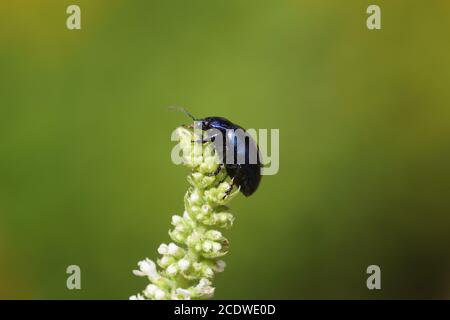 Coléoptère de la menthe bleue (Chrysolina coerulans), coléoptères de la famille des feuilles (Chrysomelidae) sur la menthe (Mentha) de la famille des menthe (Lamiaceae). Août, jardin hollandais. Banque D'Images