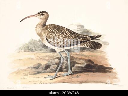 Le whimbourin eurasien (Numenius phaeopus) est un wader de la grande famille des Scolopacidae. C'est l'un des couvre-feux les plus répandus, se reproduisant dans une grande partie de l'Asie subarctique et de l'Europe. Peinture aquarelle du XVIIIe siècle par Elizabeth Gwillim. Lady Elizabeth Symonds Gwillim (21 avril 1763 – 21 décembre 1807) est une artiste mariée à Sir Henry Gwillim, juge puîné à la haute cour de Madras jusqu'en 1808. Lady Gwillim a peint une série d'environ 200 aquarelles d'oiseaux indiens. Produite environ 20 ans avant John James Audubon, son travail a été acclamé pour sa précision et ses postures naturelles comme elles Banque D'Images