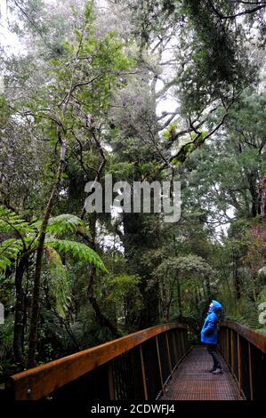 Pont dans la forêt indigène sub-tempérée sur le chemin de te Waikoropupū Springs, Nouvelle-Zélande Banque D'Images