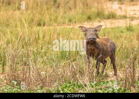 Un warthog (Phacochoerus africanus) regardant la caméra, Murchison Falls National Park, Ouganda. Banque D'Images