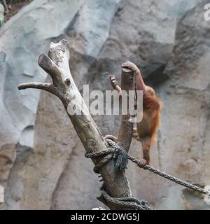 jeune orangutan sur un tronc d'arbre dans le zoo Banque D'Images