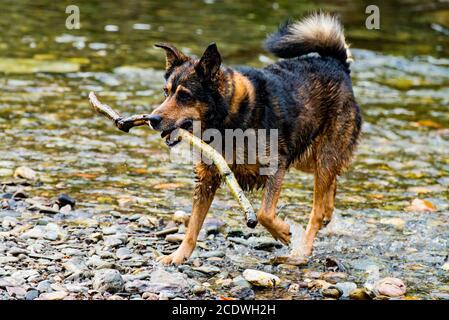 Chien de race mixte Terrier jouant dans l'eau Banque D'Images