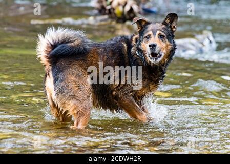 Chien de race mixte Terrier jouant dans l'eau Banque D'Images