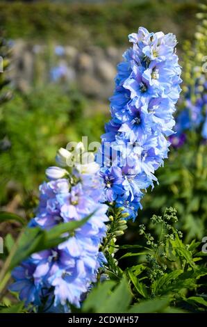 Delphinium bougie Delphinium English Larkspur Grand Larkspur Banque D'Images