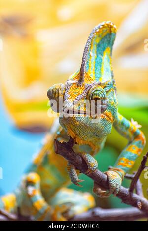 Le Caméléon coloré JE Banque D'Images