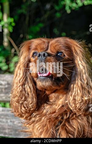 Cavalier King Charles Spaniel dans Brown Ruby Banque D'Images