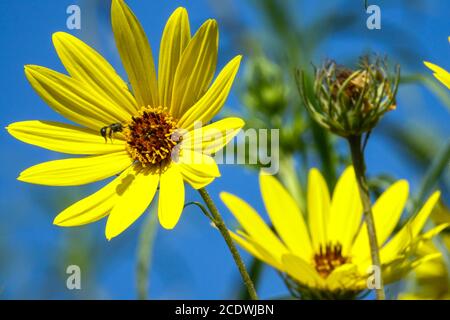 Helianthus salicifolius tournesol laqué et abeille en fleur Banque D'Images