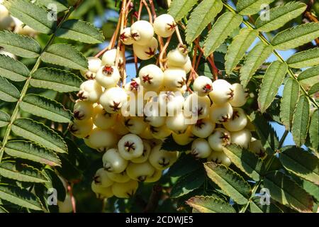 Frêne de montagne baies blanches Rowan Tree Sorbus fruticosa ou Sorbus frutescens Banque D'Images