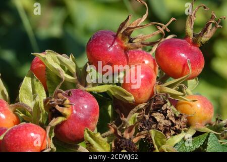 Rosa rugosa Rose mûrissement des hanches en août Banque D'Images