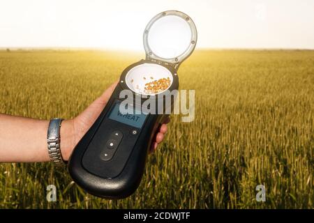 Dispositif mobile pour mesurer les paramètres du grain dans la récolte. Agriculture intelligente et agriculture de précision Banque D'Images