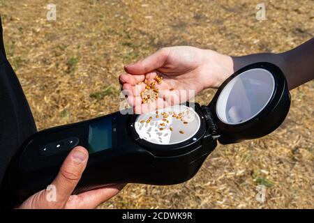 Dispositif mobile pour mesurer les paramètres du grain dans la récolte. Agriculture intelligente et agriculture de précision Banque D'Images