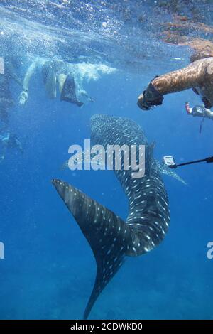 Avec la plongée libre avec le requin-baleine dans le Maldive. Banque D'Images