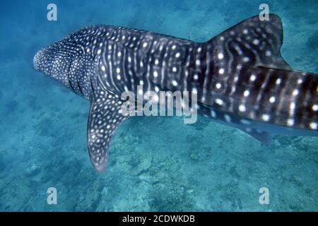 Avec la plongée libre avec le requin-baleine dans le Maldive. Banque D'Images