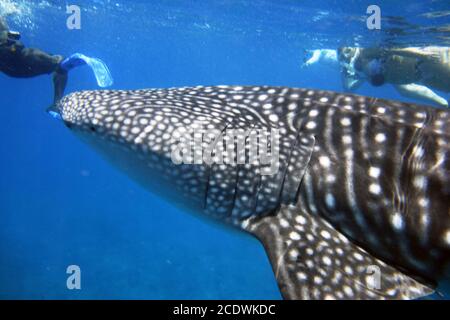 Avec la plongée libre avec le requin-baleine dans le Maldive. Banque D'Images