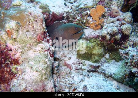 Magnifique jardin de corail coloré aux Maldives avec un moray Banque D'Images