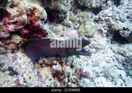 Magnifique jardin de corail coloré aux Maldives avec un moray Banque D'Images