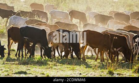 Troupeau de vaches Jersey dans les Midlands Natal, Afrique. Banque D'Images