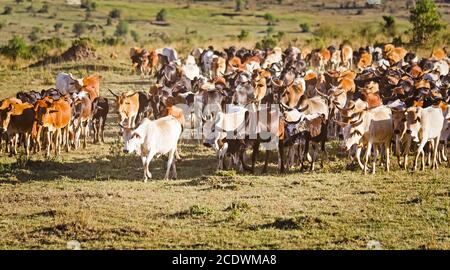 Troupeau de vaches Jersey dans les Midlands Natal, Afrique. Banque D'Images