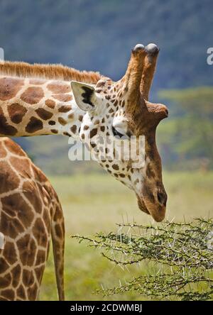 Girafe dans la nature. Un animal avec un long cou. Monde sauvage de t Banque D'Images