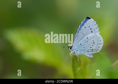 Holly Blue - Celastrina argiolus, petit papillon bleu béatiful des prairies et prairies européennes, Havraniky, République tchèque. Banque D'Images