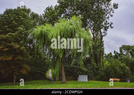 Saule pleurant - Salix babylonica à Freudental, Allemagne Banque D'Images