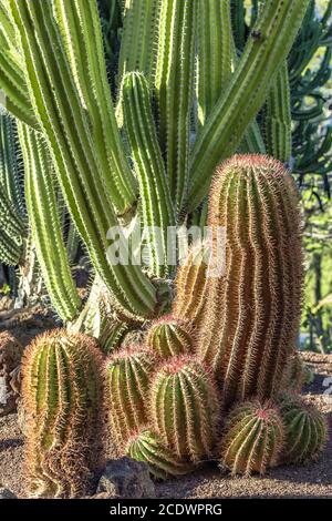 Cactus mexicain Ferocactus statesii Banque D'Images