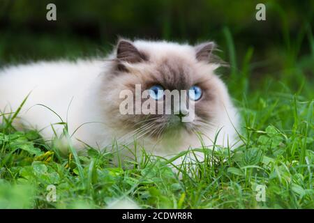 Portrait de chat persan himalayen sur l'herbe verte en été Banque D'Images