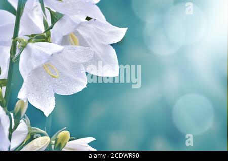 Fleurs blanches de campanula avec rosée du matin sur fond bleu flou Banque D'Images