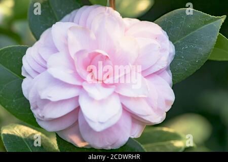 Pink Camellia japonica L. 'Cheryl Lynn' Theaceae Banque D'Images