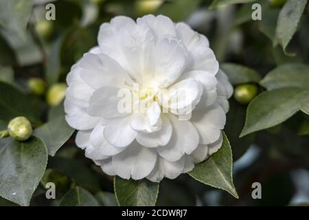 Blanc Camellia japonica L. 'K. Les Theaceae de Sawada Banque D'Images